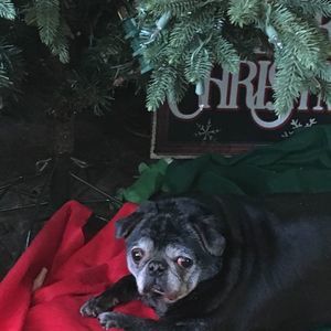 Meet your Posher, Bernadette